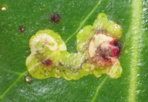 Réf. 228 056 : Phytomyza ilicis